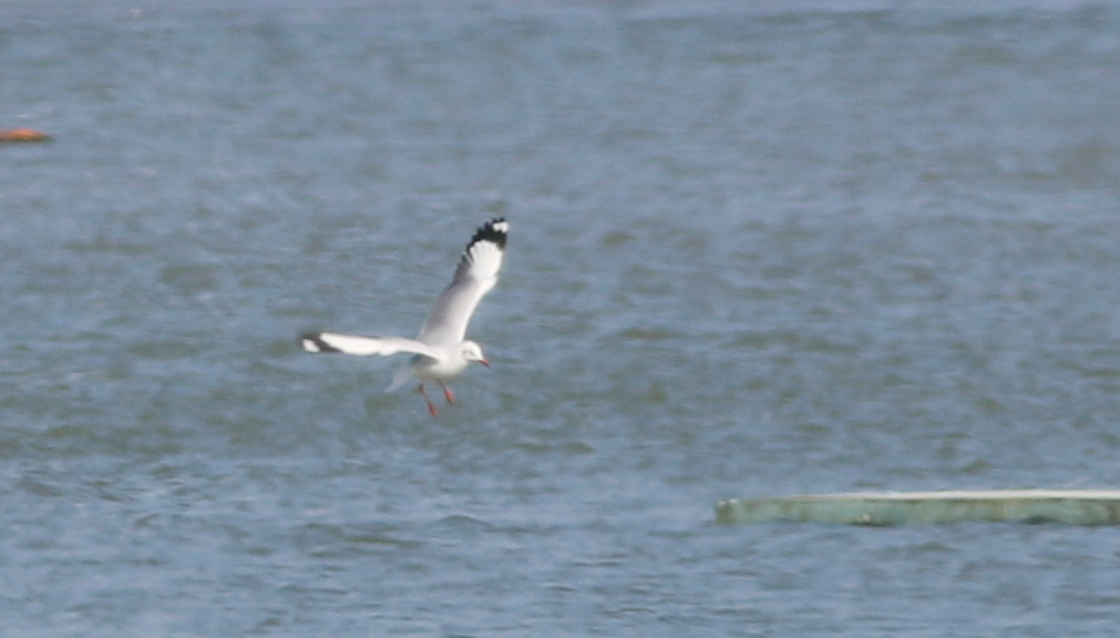 Brown-headed Gull - ML126708121