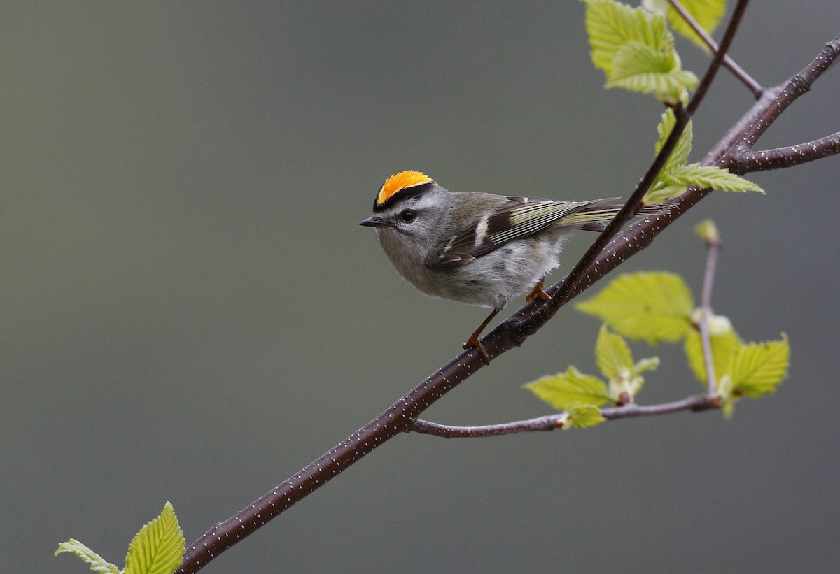 Golden-crowned Kinglet - Laura Keene