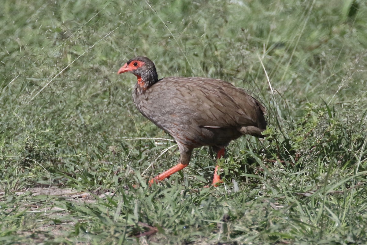 Red-necked Spurfowl - ML126709251