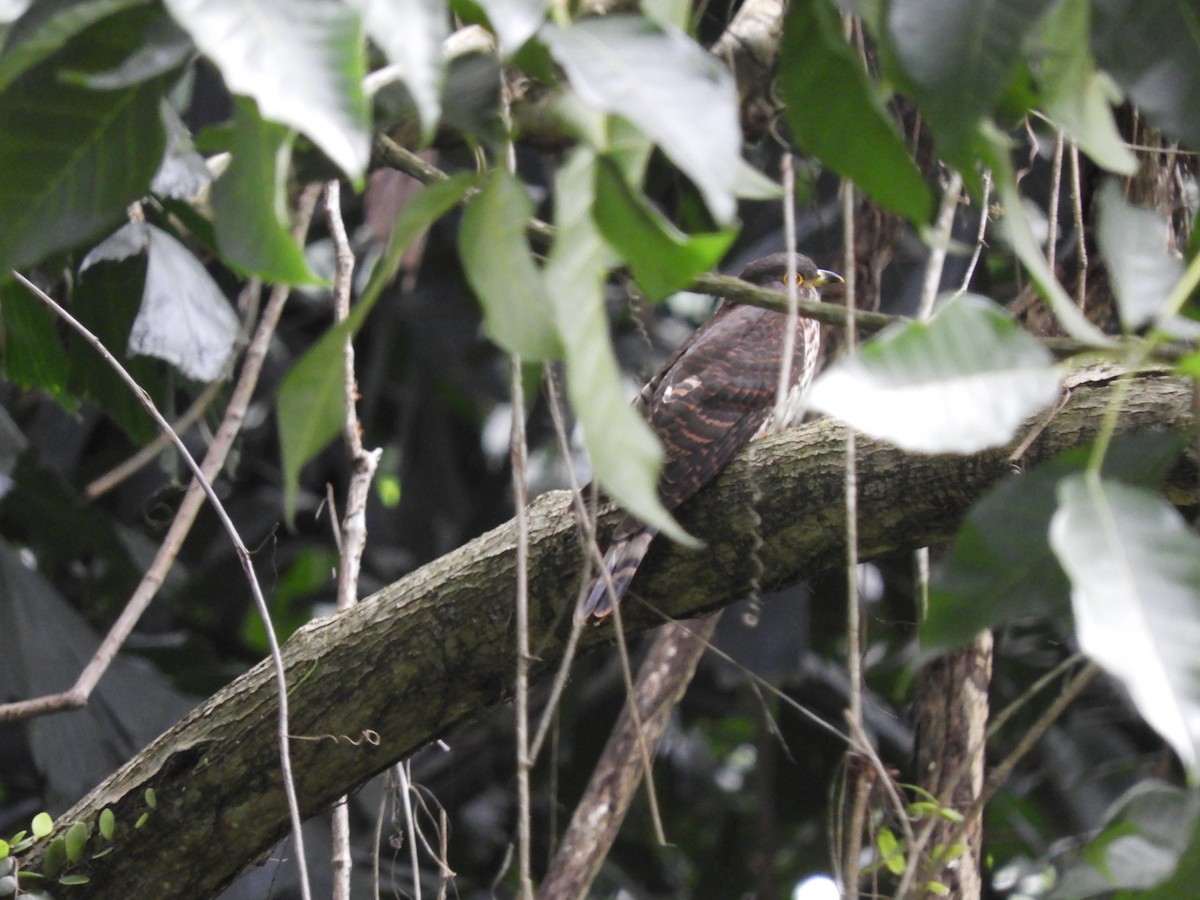 Hodgson's Hawk-Cuckoo - ML126709261