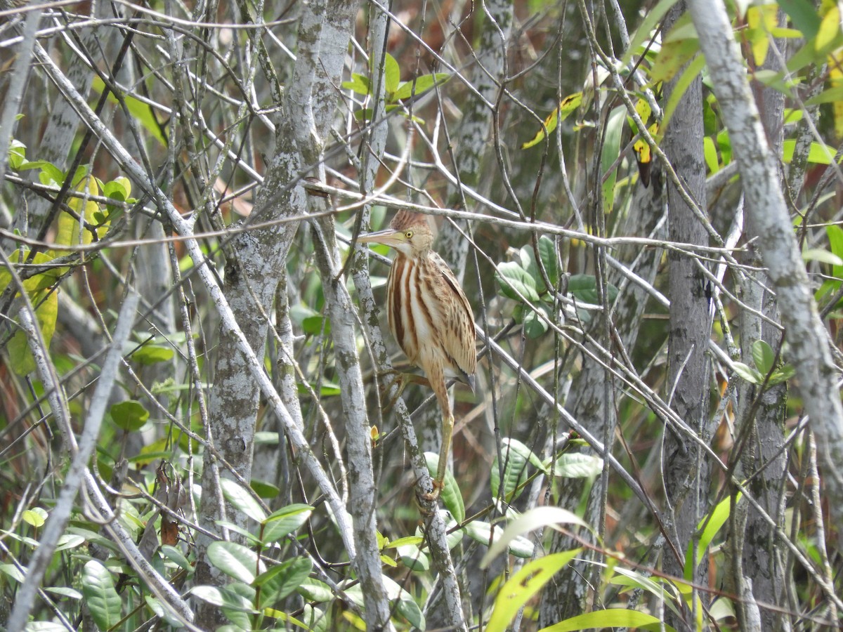 Yellow Bittern - ML126709311