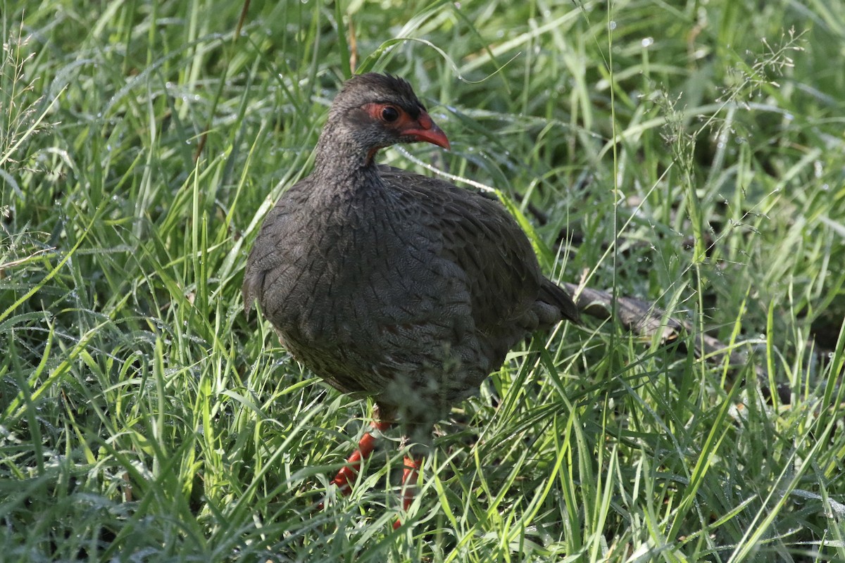 Red-necked Spurfowl - ML126709321