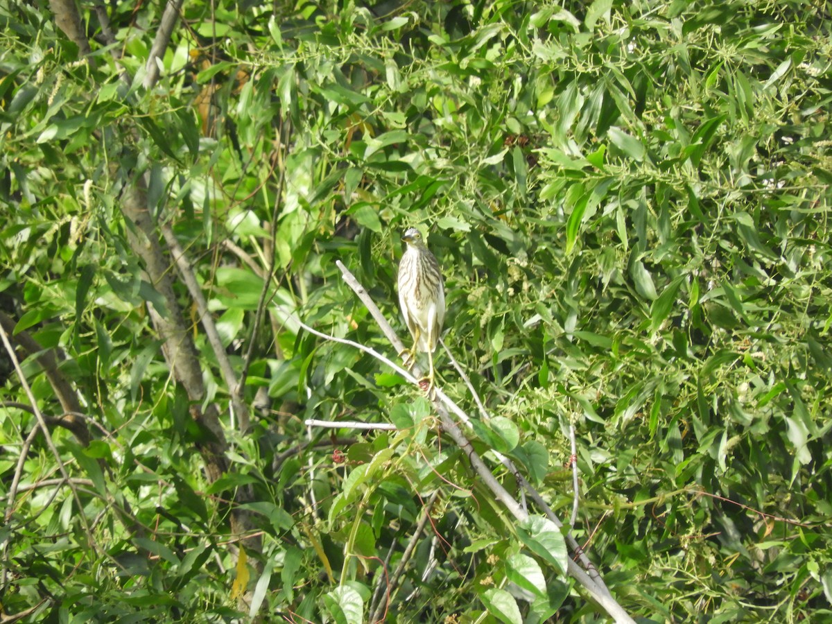 pond-heron sp. - ML126709371