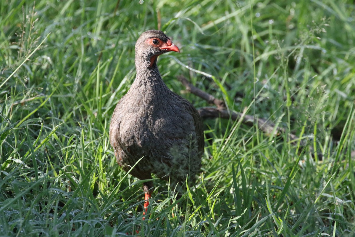 Francolín Gorjirrojo - ML126709391