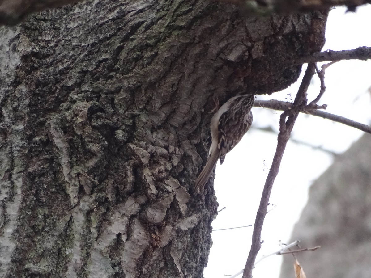 Brown Creeper - ML126710191
