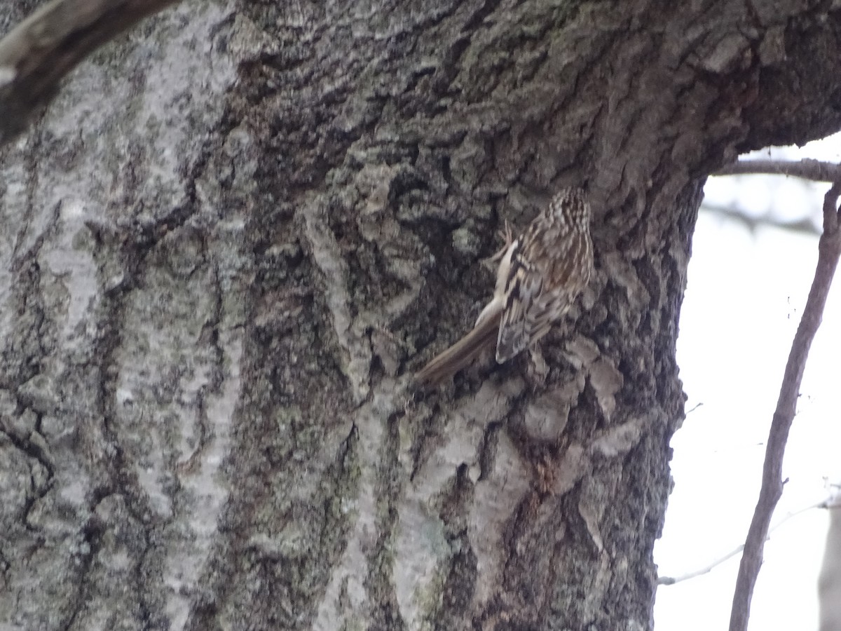 Brown Creeper - ML126710211