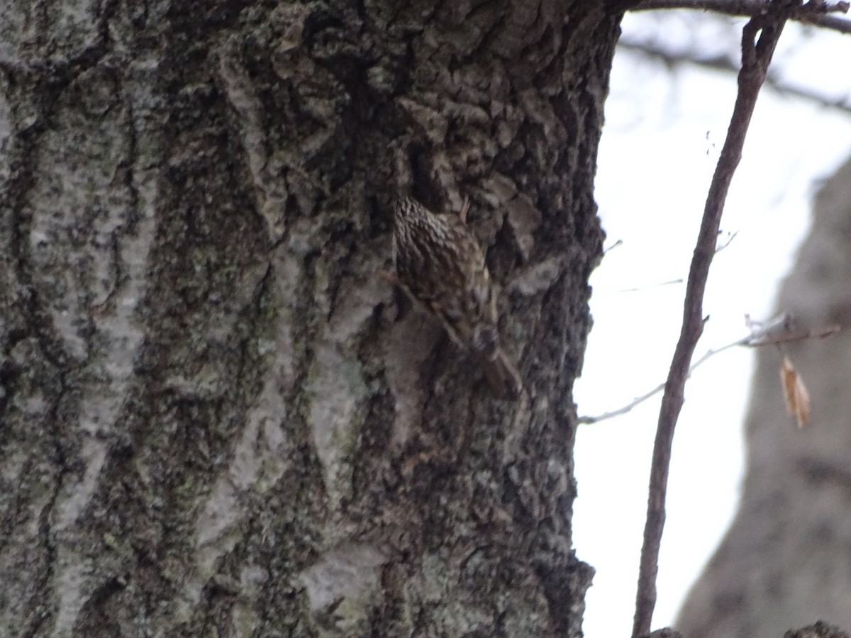 Brown Creeper - ML126710251