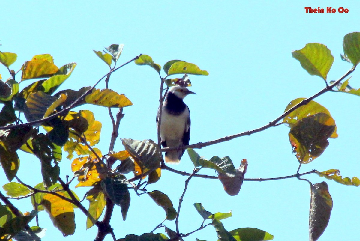 Black-collared Starling - ML126710991