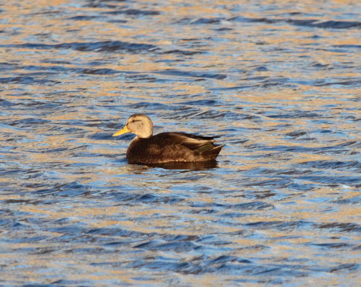 American Black Duck - ML126711051