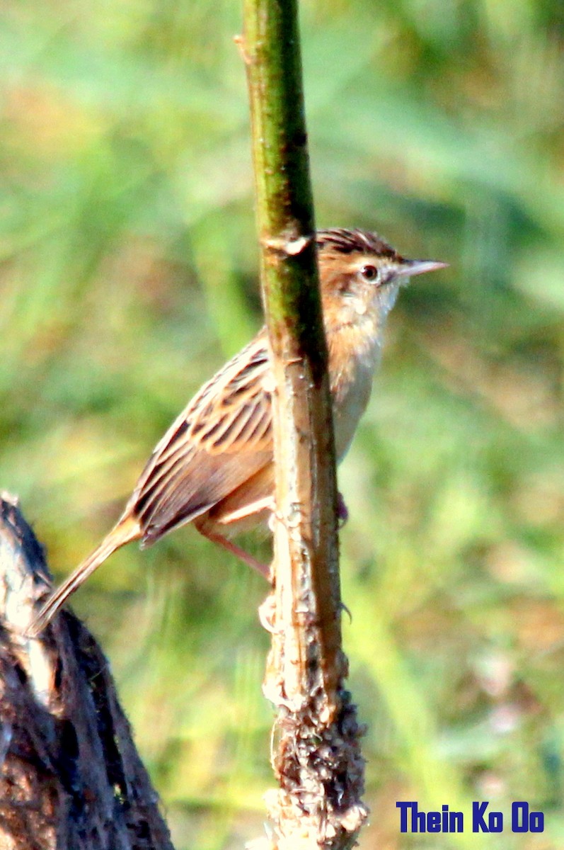 Zitting Cisticola - ML126711091