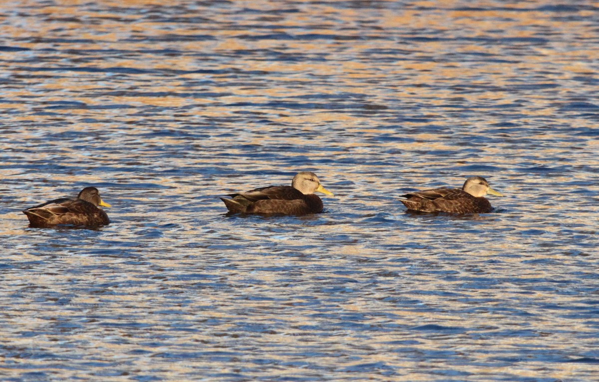 American Black Duck - ML126711101