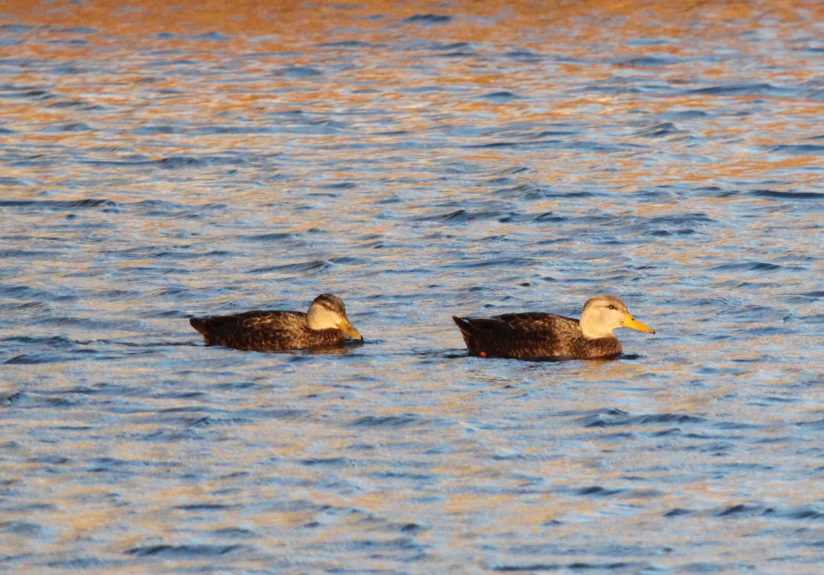 American Black Duck - ML126711131