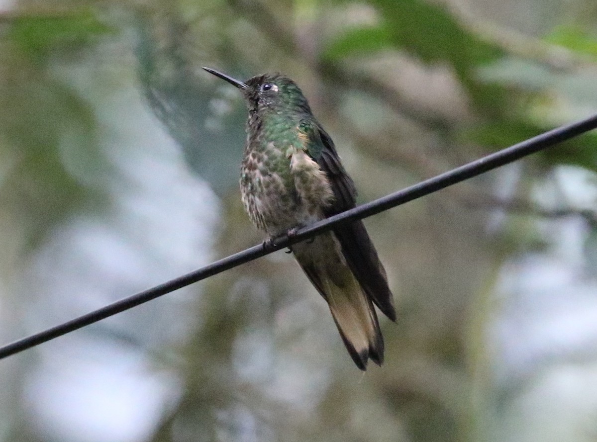 Buff-tailed Coronet - ML126711531