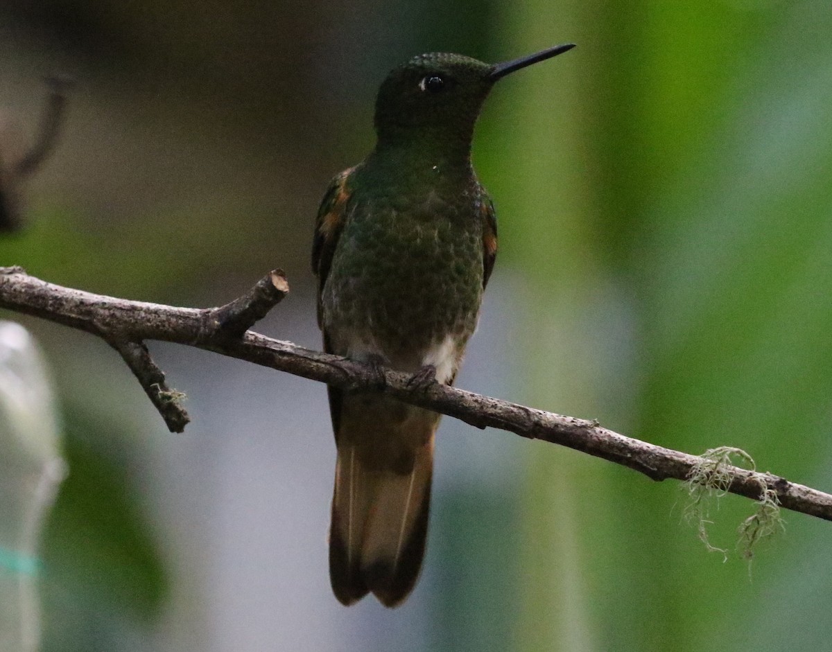 Buff-tailed Coronet - ML126711541