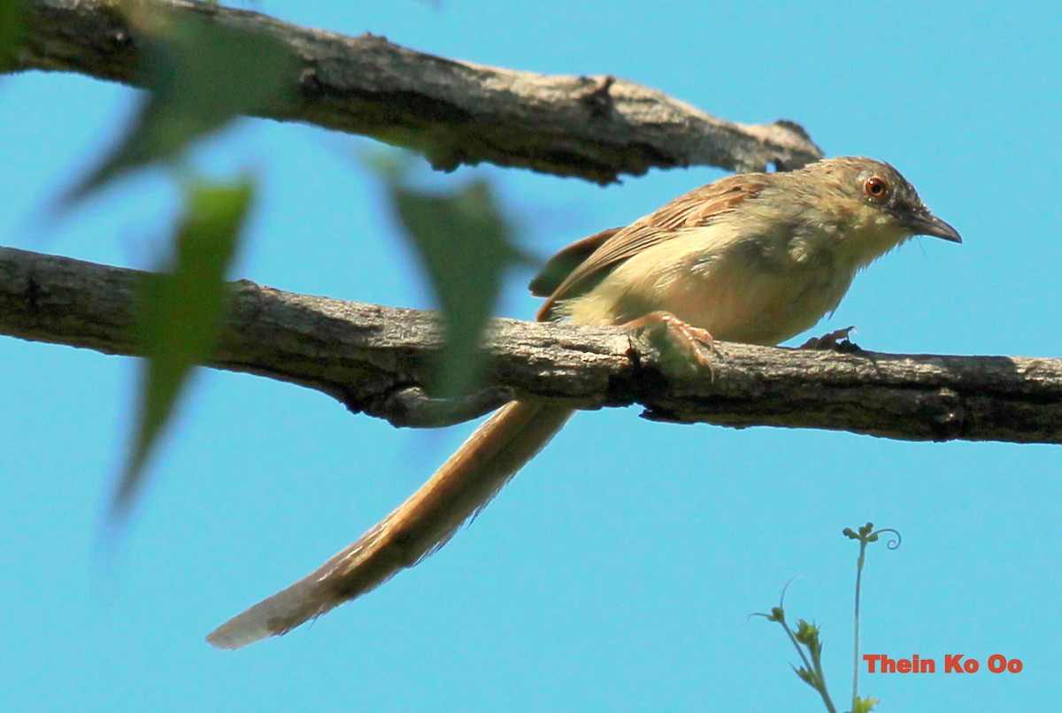 Burmese Prinia - ML126711731