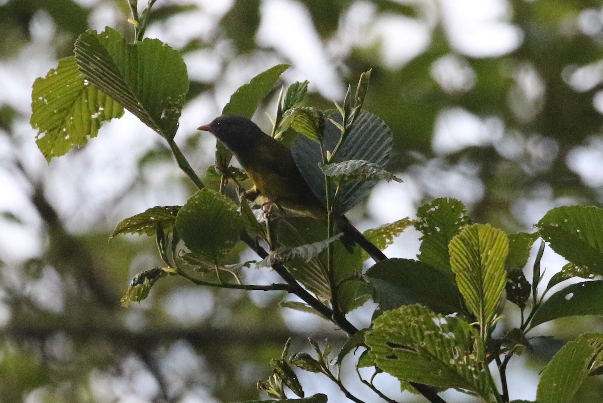 Gray-hooded Bush Tanager - ML126712011