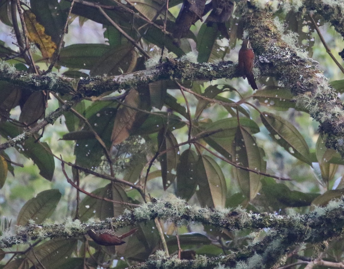 Pearled Treerunner - Carol Ortenzio