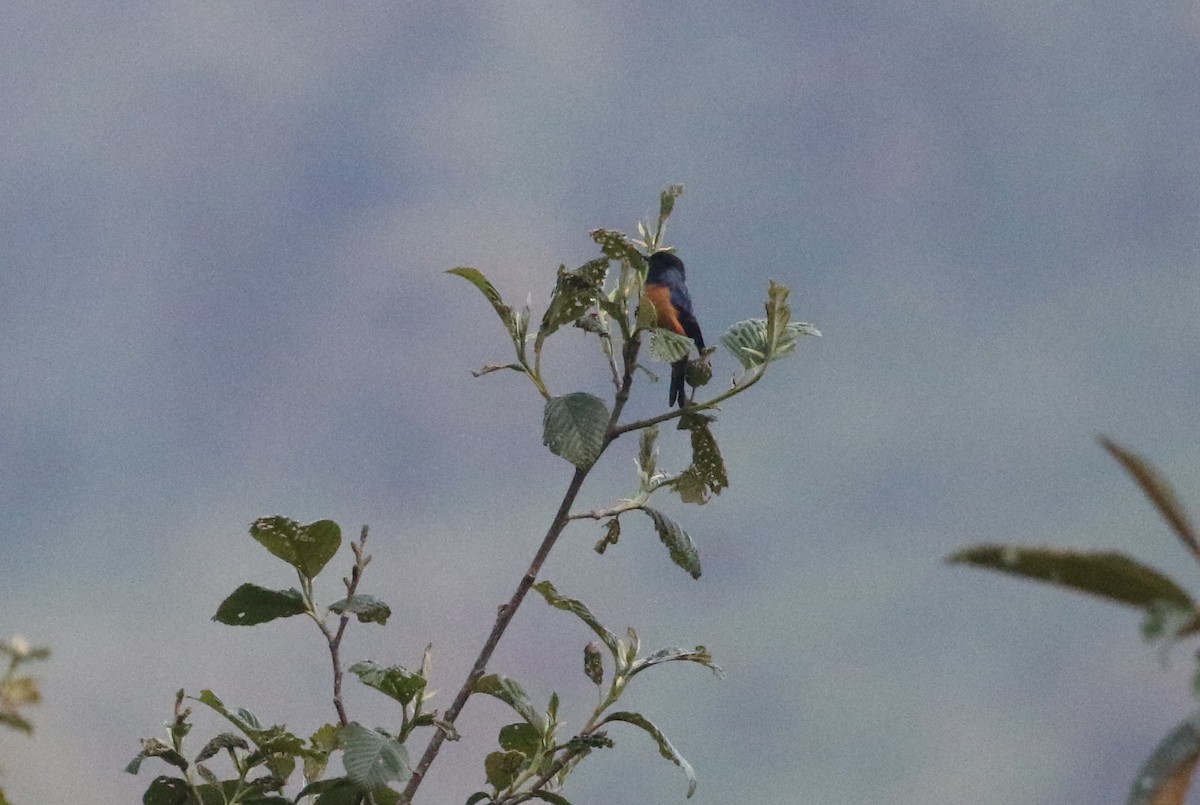 Blue-backed Conebill - Carol Ortenzio