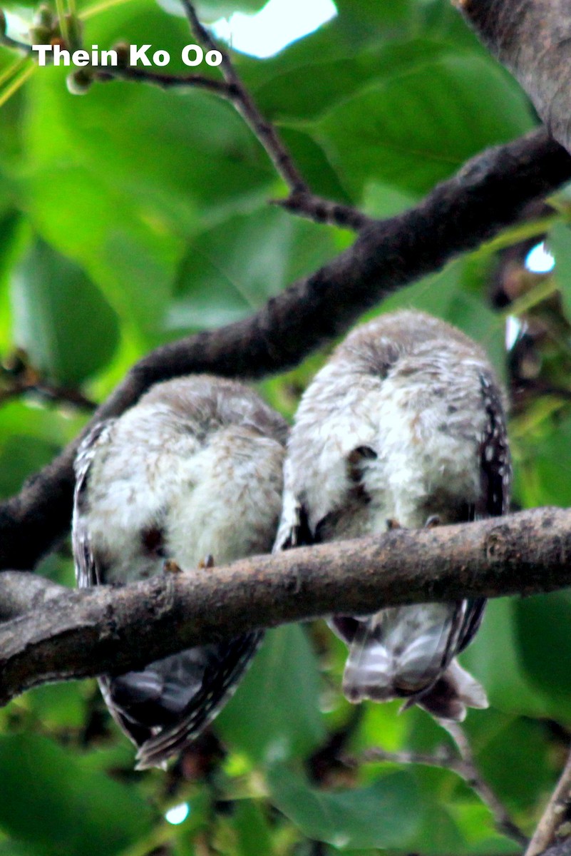 Spotted Owlet - ML126712911