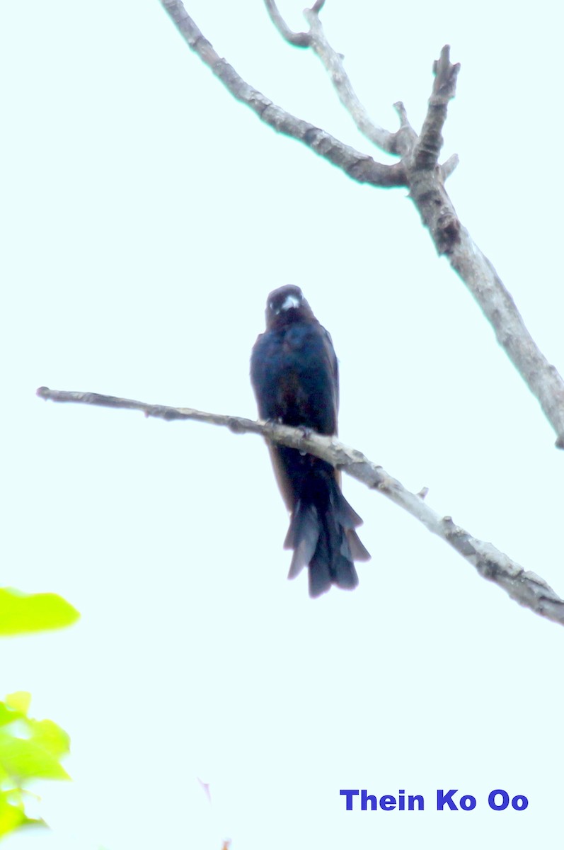 Black Drongo - ML126713031