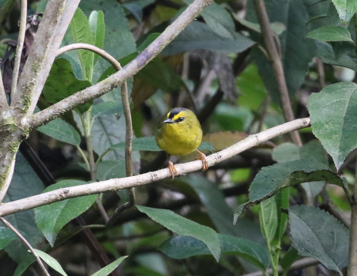 Black-crested Warbler - ML126713341