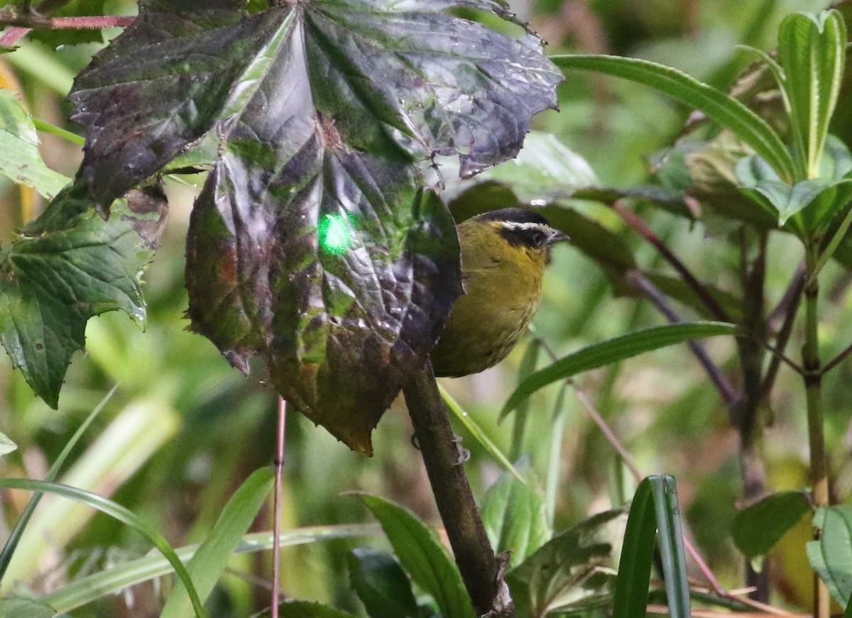 Black-capped Hemispingus - Carol Ortenzio