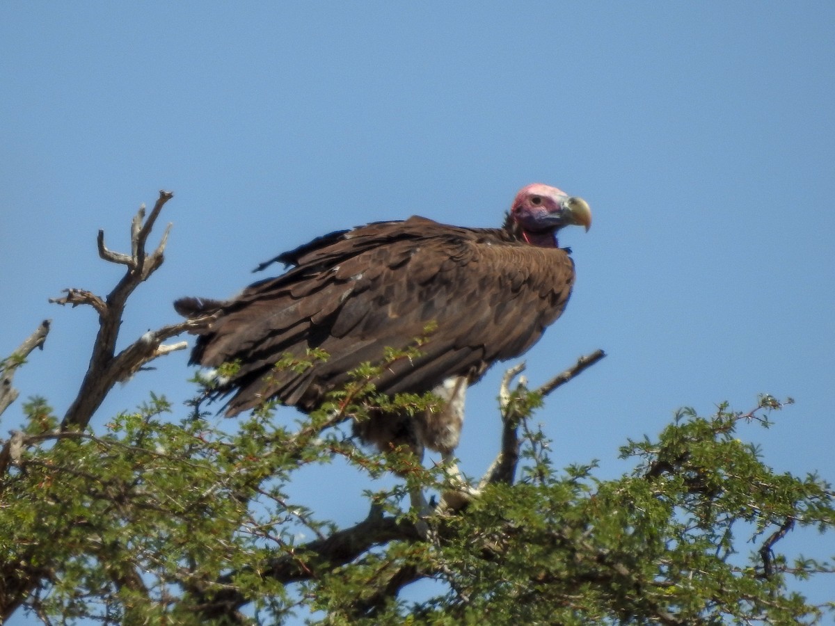 Lappet-faced Vulture - ML126714991