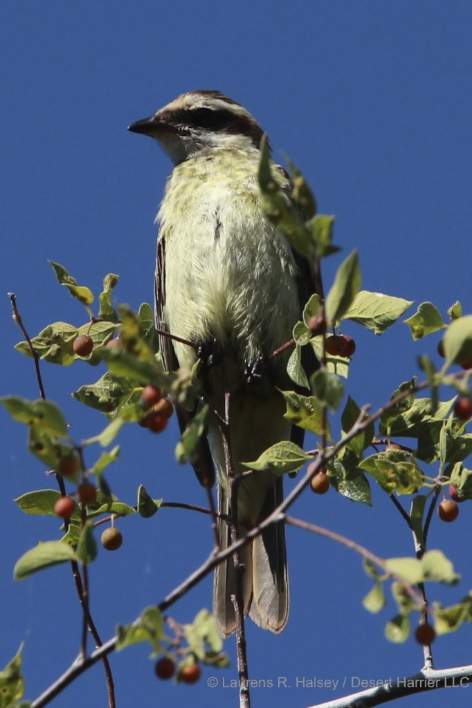 Piratic Flycatcher - ML126715321