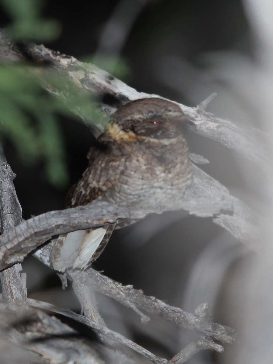 Buff-collared Nightjar - ML126717071