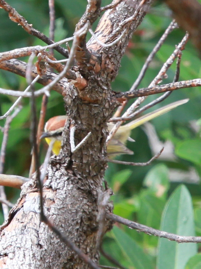 Rufous-capped Warbler - ML126717801
