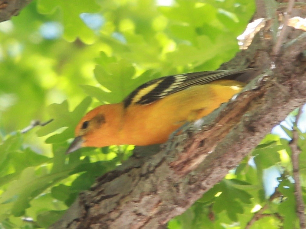 Western x Flame-colored Tanager (hybrid) - ML126718191
