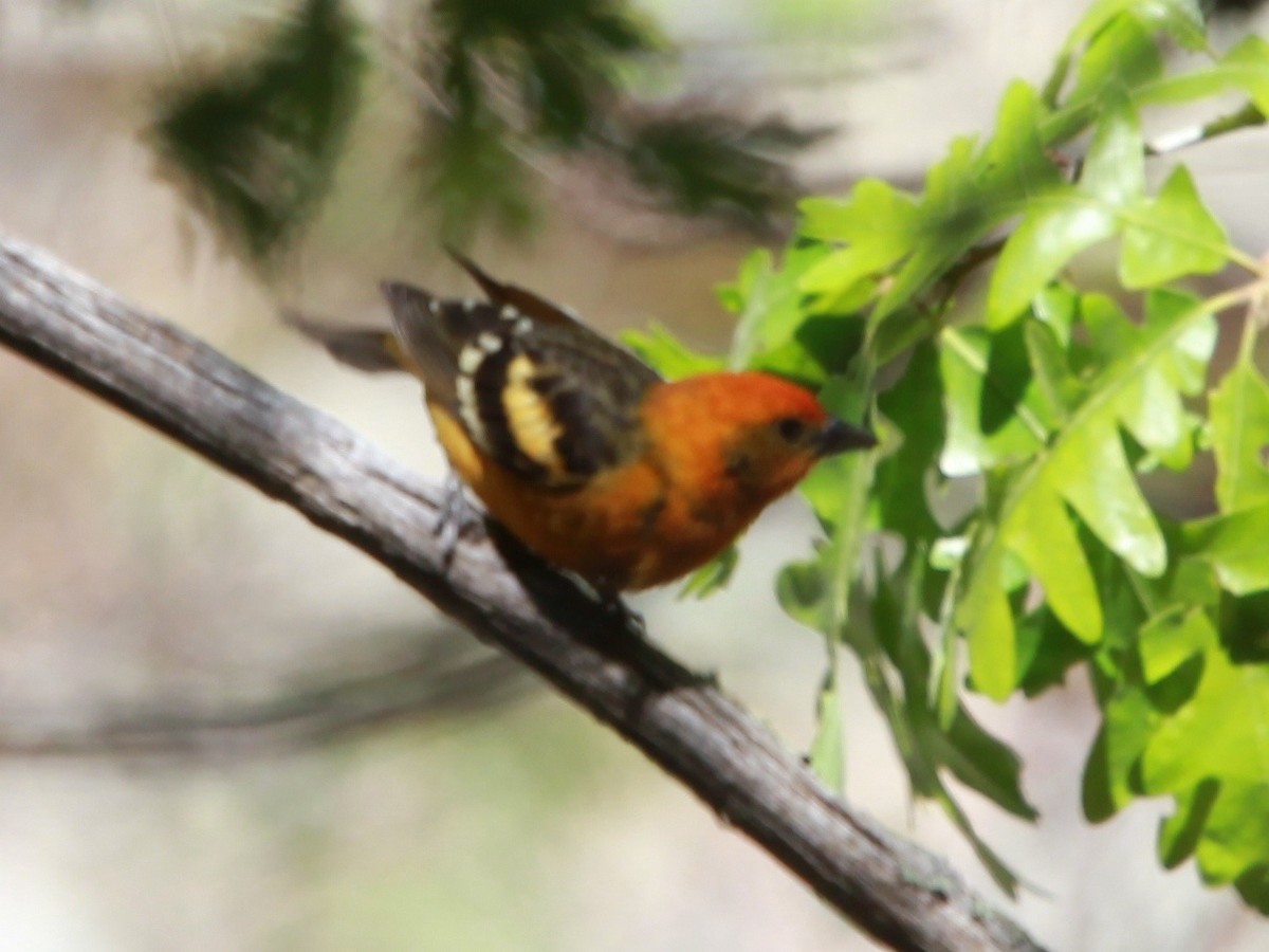 Western x Flame-colored Tanager (hybrid) - ML126718201