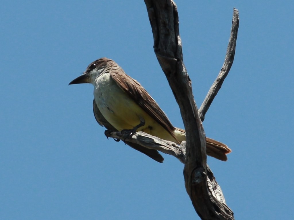 Dickschnabel-Königstyrann - ML126718811