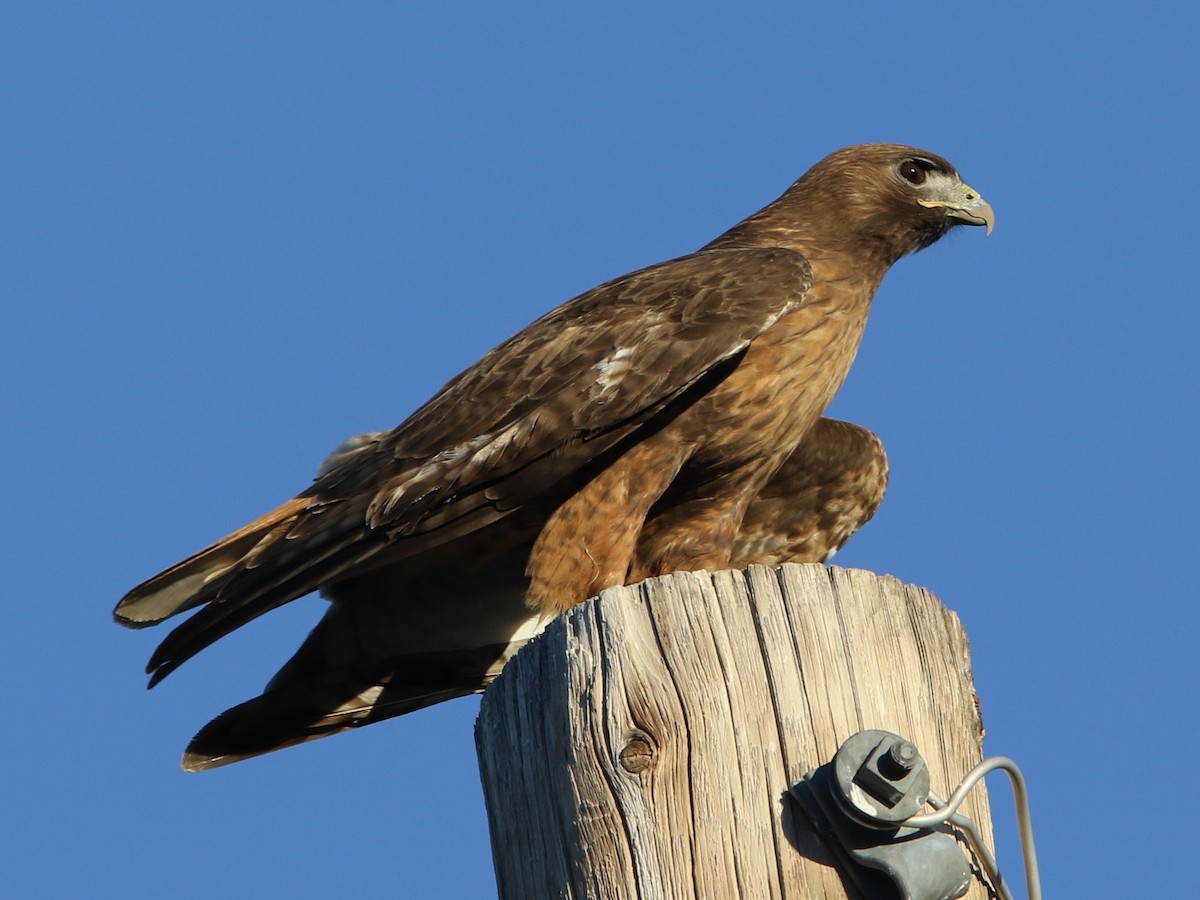 Red-tailed Hawk (calurus/alascensis) - Laurens Halsey