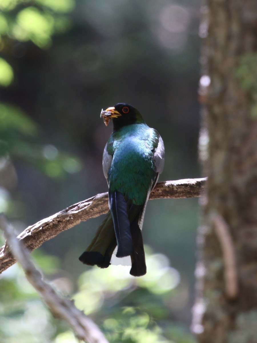 Elegant Trogon - ML126720921