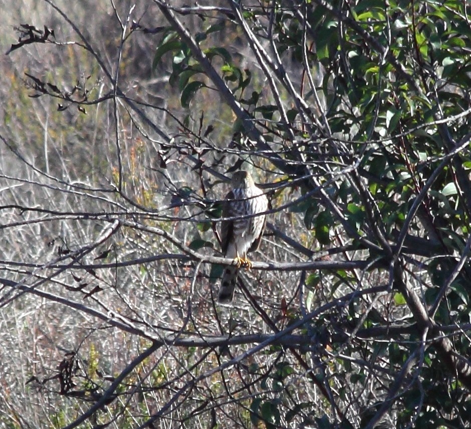 Sharp-shinned Hawk - ML126721601