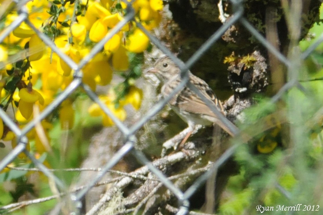 Brewer's Sparrow - ML126722281