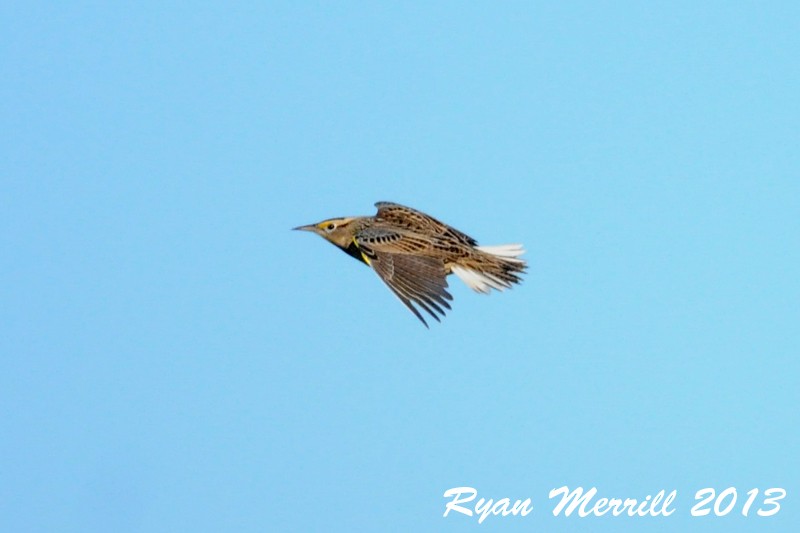 Eastern Meadowlark - ML126724801