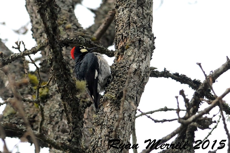 Acorn Woodpecker - ML126726921