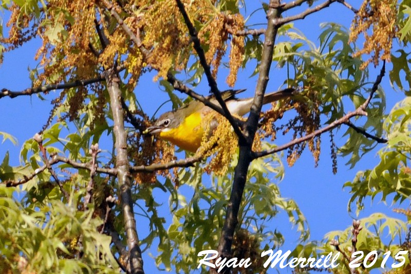 Yellow-breasted Chat (virens) - Ryan Merrill