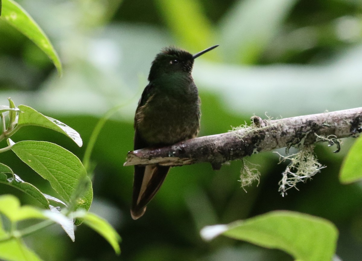 Buff-tailed Coronet - ML126728311