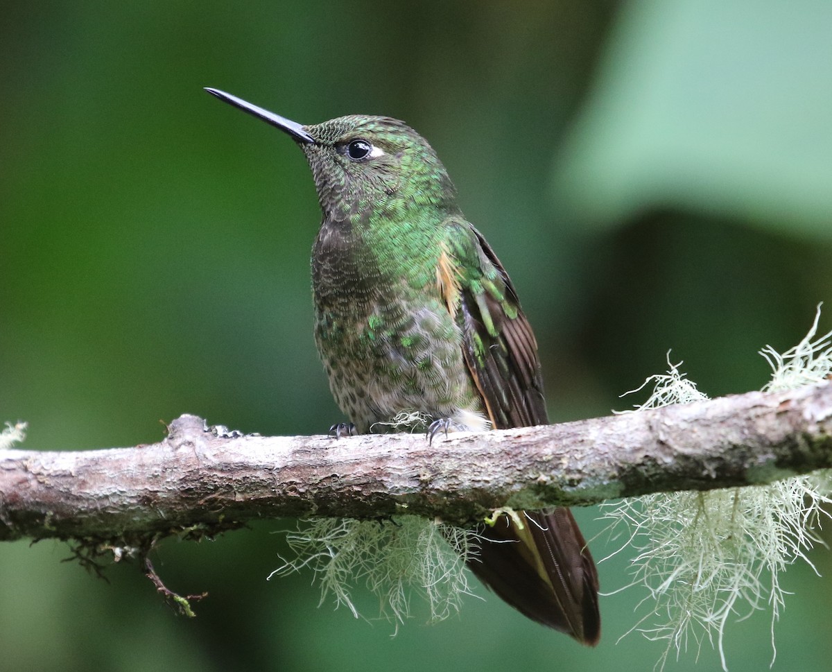 Buff-tailed Coronet - Carol Ortenzio