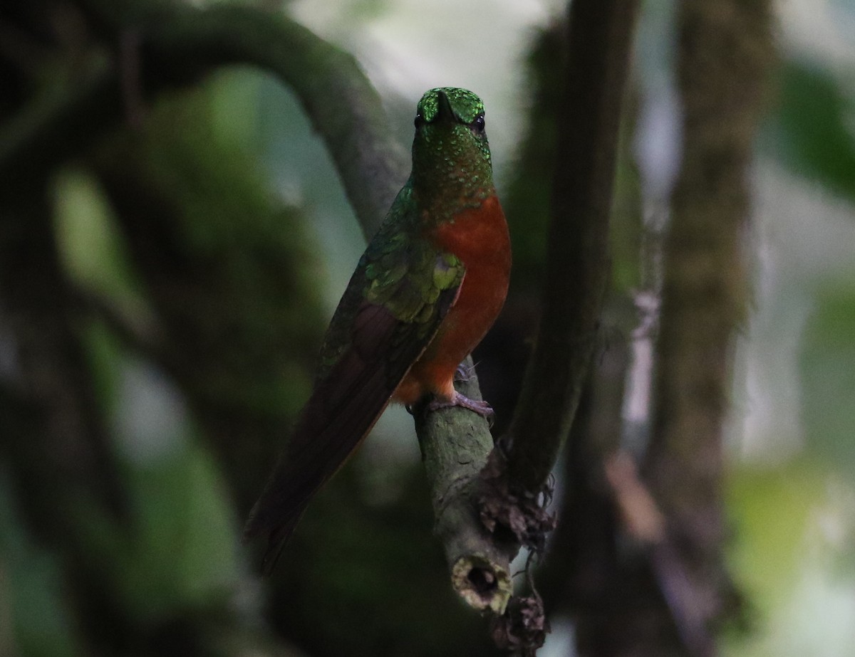 Chestnut-breasted Coronet - ML126728801