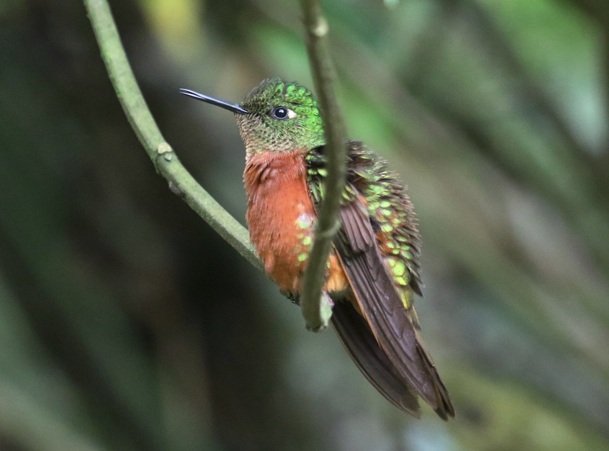 Chestnut-breasted Coronet - Carol Ortenzio