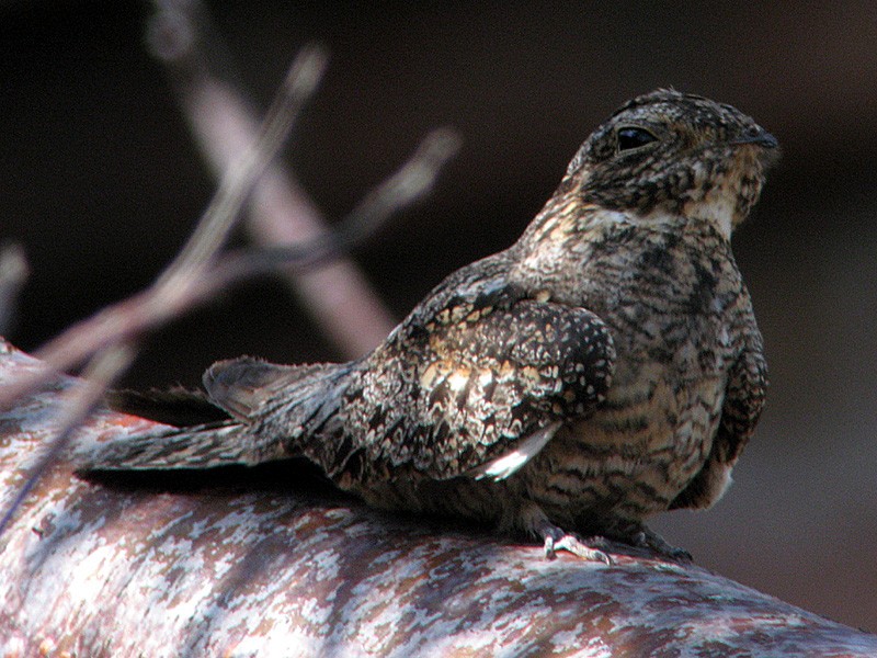 Antillean Nighthawk - ML126729221