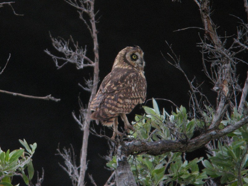 Short-eared Owl (Antillean) - Ryan Merrill