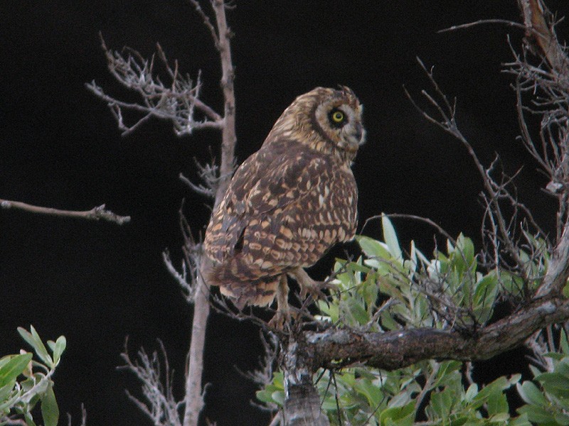 Short-eared Owl (Antillean) - ML126729251