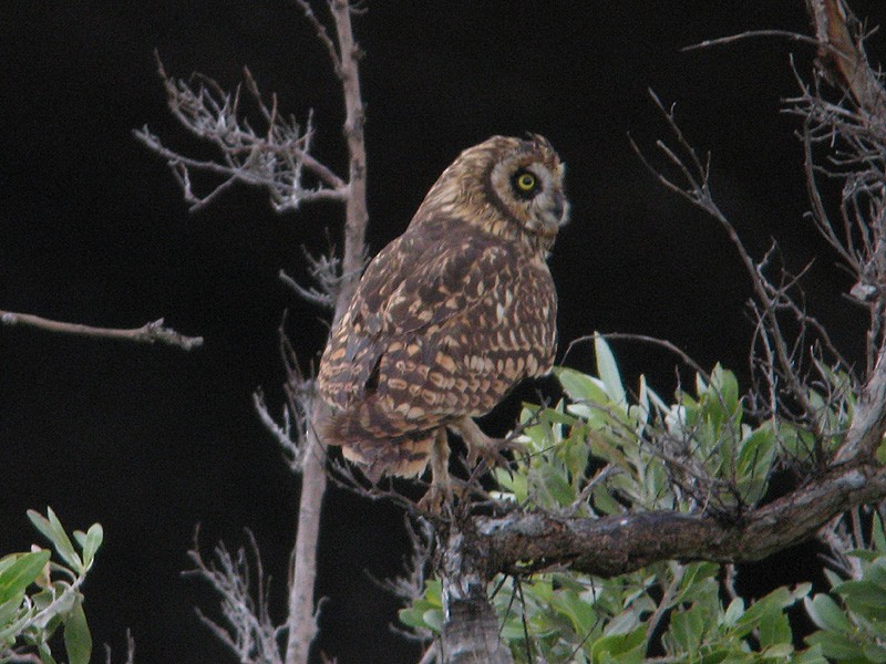 コミミズク（domingensis／portoricensis） - ML126729251