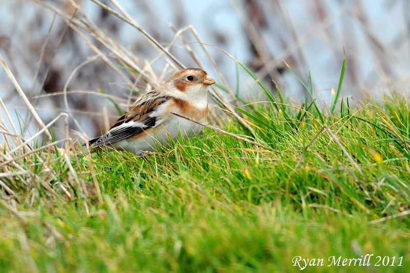 Snow Bunting - Ryan Merrill