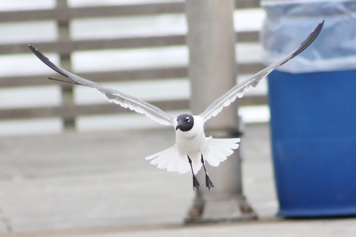 Laughing Gull - Corey Lange